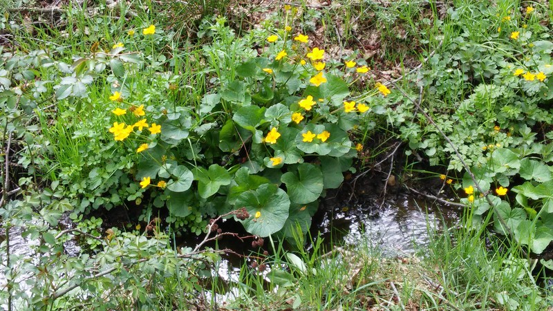 Zufluss zum Mühlteich mit natürlichem Blumenschmuck